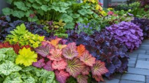 Comment cultiver les heuchères pour un jardin éclatant et coloré